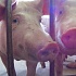 Мясо свиней, зараженных африканской чумой, можно есть?